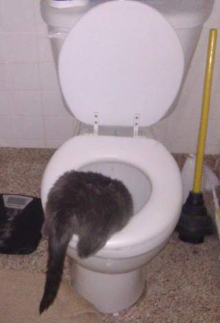 You're getting too old for this, Mama Fog drinking from toilet